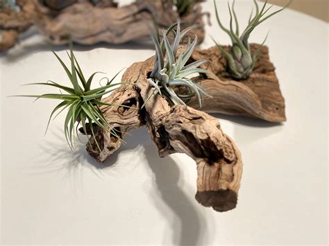 Air Plant Living Driftwood Centerpiece Etsy