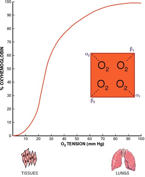 The Oxygen Dissociation Curve Of Hemoglobin Bridging The Gap Between