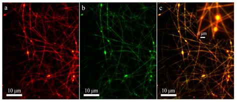 Polymers Free Full Text Effect Of Solution Miscibility On The Morphology Of Coaxial