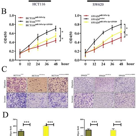 Adam Overexpression Enhanced The Proliferation And Migration Of Crc