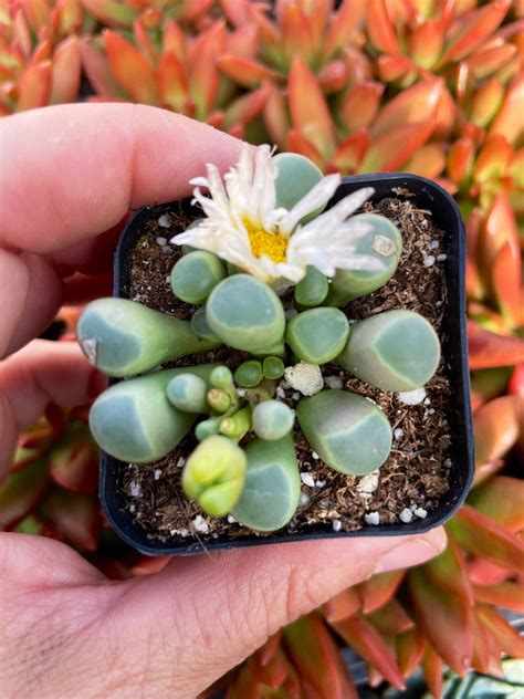 Fenestraria Aurantiaca Baby Toes Succulent Plant Etsy