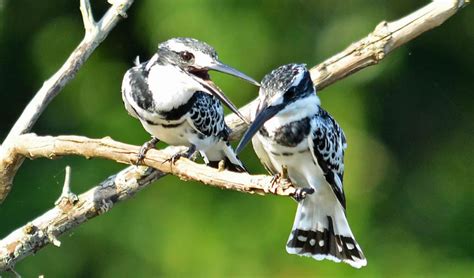 10 Days Uganda Bird Watching Tour | Birding Safari in Uganda