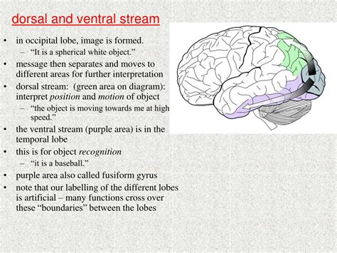 Ppt Dorsal And Ventral Stream Of Image Recognition Powerpoint