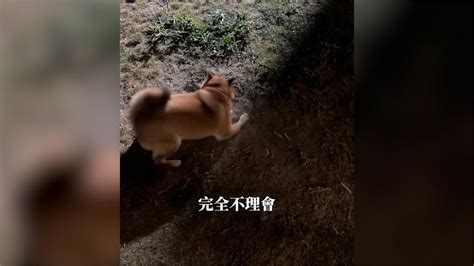 夜狗子？柴犬半夜2點想散步遭拒 秒變「囂告」主人超崩潰 ｜四季線上4gtv