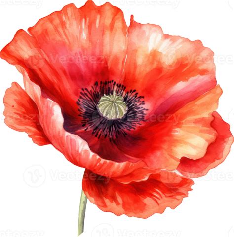 Red Poppy Flower Watercolor 24045968 Png