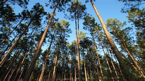 Sejarah Dan Asal Usul Grogol Dahulunya Merupakan Hutan Lebat Dengan