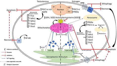 Frontiers Sex Hormone Regulation Of Proteins Modulating Mitochondrial