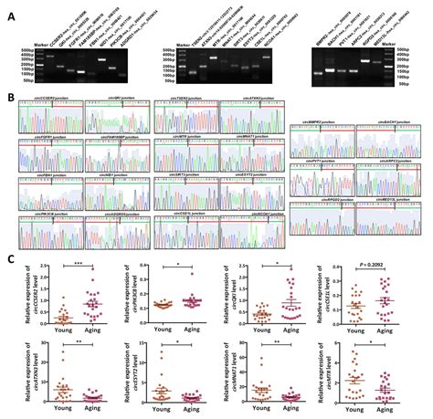 Identification And Characterization Of Human Ovary Derived Circular