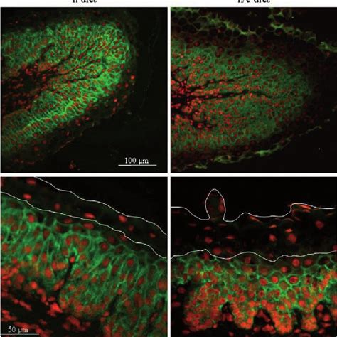 Immunolocalization of the Na K ATPase α subunit green in the