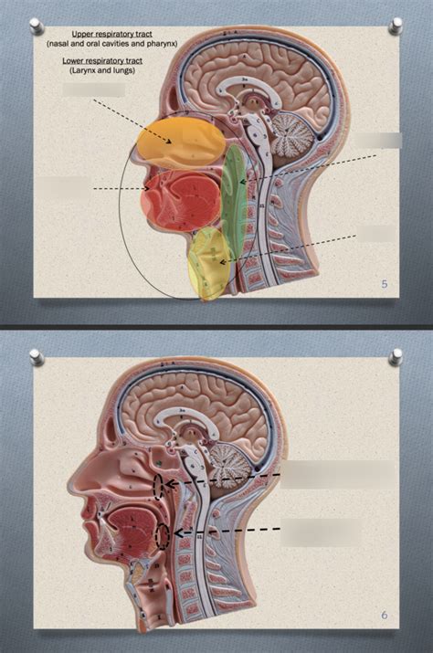 Human Anatomy Prac 3 Upper Respiratory Tract Diagram Quizlet