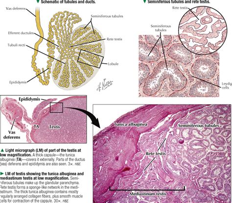 Male Reproductive System Basicmedical Key