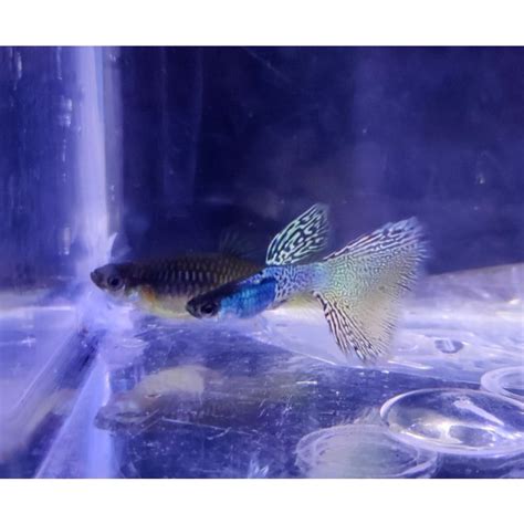 Jual Ikan Hias Guppy Metal Yellow Skin Sepasang Shopee Indonesia