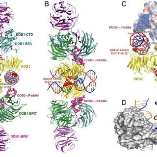 Structure Of The Dimeric Human UV DDB In A Complex With Damaged DNA