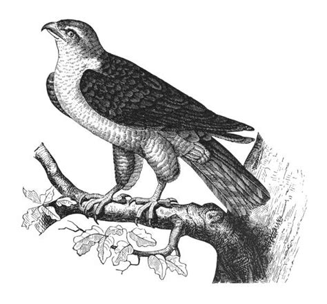 150 Accipitridae Ilustrasi Foto Stok Potret And Gambar Bebas Royalti