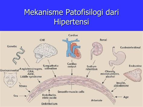 Patofisiologi Krisis Hipertensi Imagesee