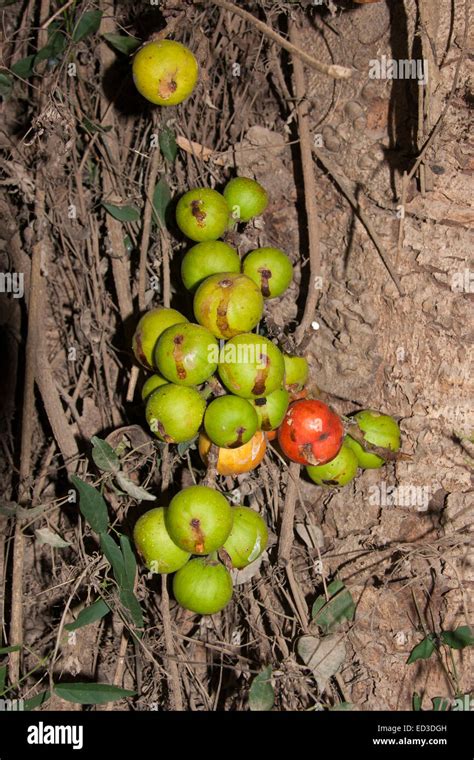 Cluster Of Wild Figs Hi Res Stock Photography And Images Alamy