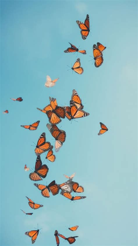 Monarch butterflies butterfly monarch animal. | Premium Photo - rawpixel