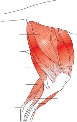 Medial Aspect Of The Left Rear Leg After Removal Of The Gracilis And