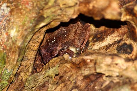 Coqui Frog in Puerto Rico stock image. Image of cavity - 19388543