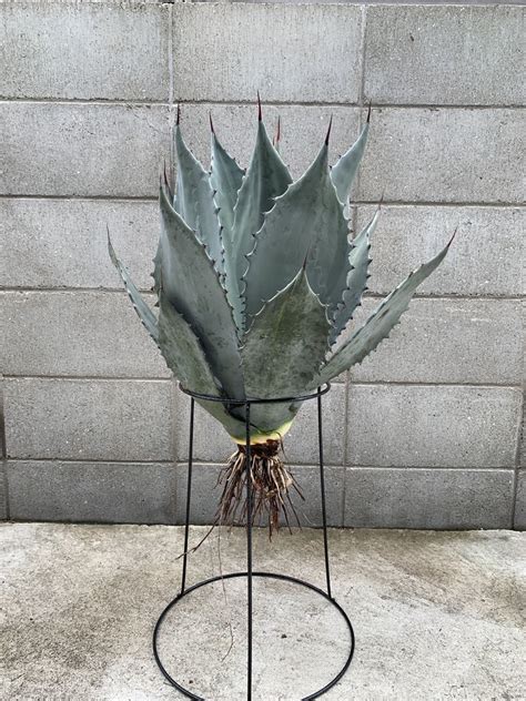 Yahoo Agave Agave