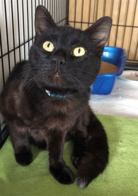 ADOPT ME: Young cat looking to 'dash' into new home - Orillia News