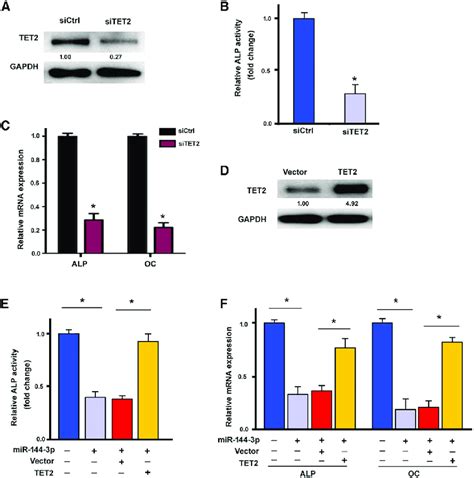 Tet2 Mediates The Suppressive Effects Of Mir 144 3p On Osteogenesis A Download Scientific