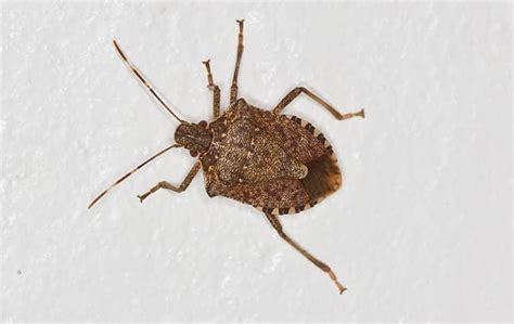 Blog What To Do About Stink Bugs Around Your Mooresville Property