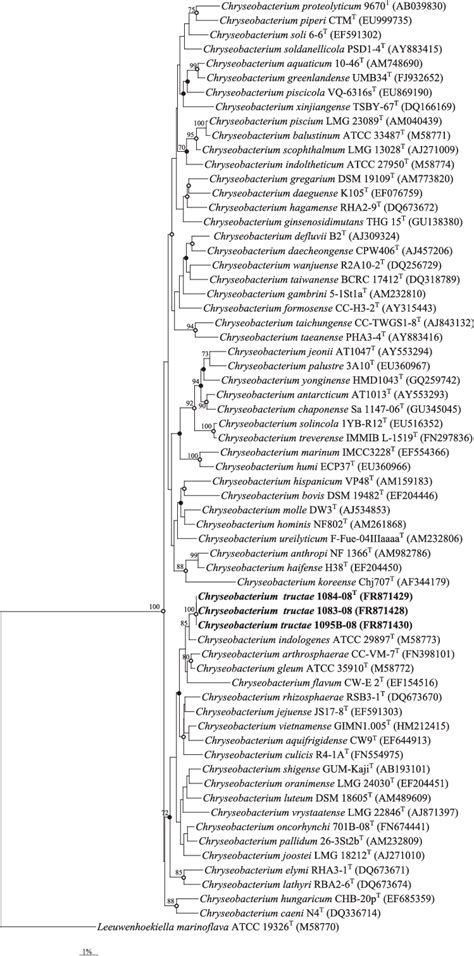 Phylogenetic Tree Based On 16s Rrna Gene Sequence Comparisons Obtained