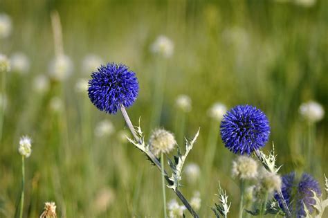 Echinops Cardos De Globo Flores Foto Gratis En Pixabay Pixabay