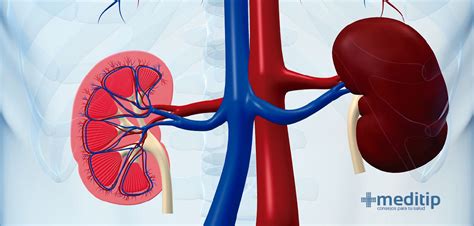 Circulación renal la conexión entre los riñones y el corazón