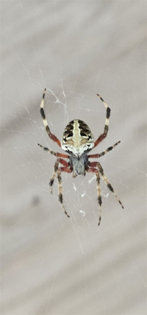 Red Femured Spotted Orbweaver From R Q Fh Lake Crabtree Gazebo Cary