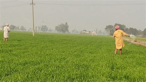 Msp Subsidies Are At Root Of Punjabs Farm Crises But Its Farmers Are