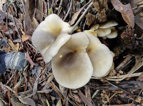 Ghost Fungus From North Wahroonga NSW 2076 Australia On May 6 2024 At