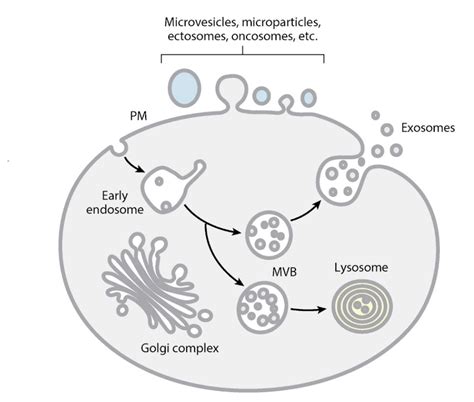 What Are Exosomes System Biosciences System Biosciences