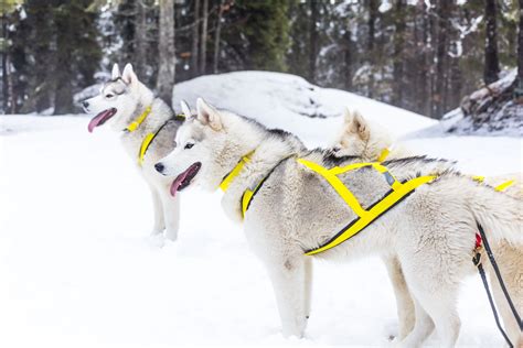 Sled Dog Harness