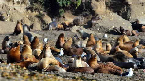 Decenas De Lobos Marinos Fueron Hallados Muertos Por Gripe Aviar En