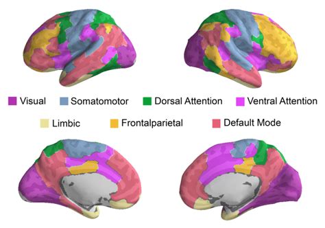 Fig S Functional Brain Networks Defined By Each Parcel Was