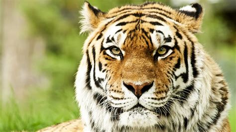 Free Tiger Face Download Free Tiger Face Png Images Free Cliparts On