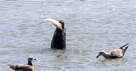 Sea Lion Behavior - AnimalBehaviorCorner