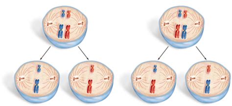 Chapter 5 Cell Division Flashcards Quizlet