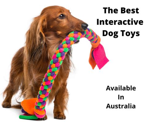 Best Interactive Dog Toys Australia (2021 Buyers Guide ...