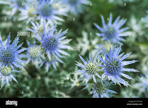 Eryngium Bourgatii Hi Res Stock Photography And Images Alamy