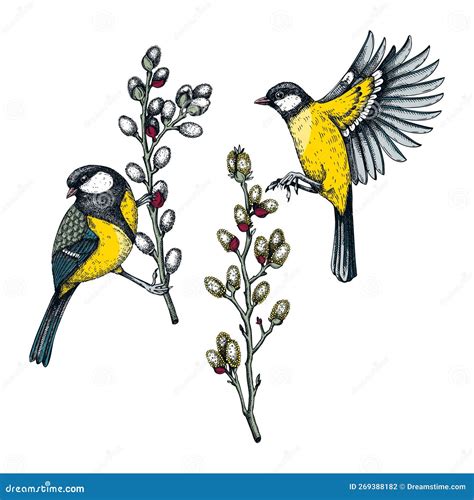Colorful Spring Illustrations Set Two Great Tits On Willow Branches In