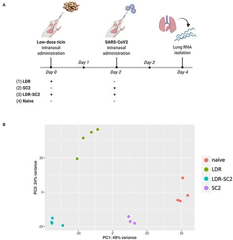 Frontiers Transcriptome Analysis Of Lungs In A Mouse Model Of Severe