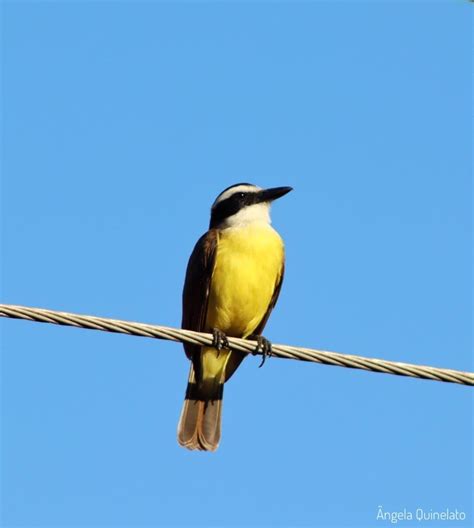 Bem Te Vi Uma Das Aves O Canto Mais Conhecido Do Brasil