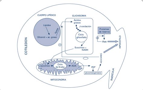 Metabolismo Y Movilización De Proteínas De Reserva Y Lípidos En