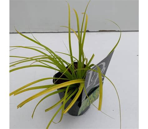 Carex 'Everillo' | Green Solutions