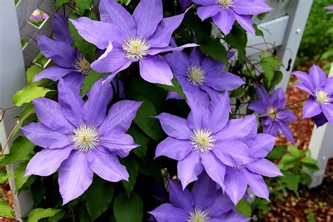 Climbing Clematis Photograph By Charlene Reinauer Fine Art America