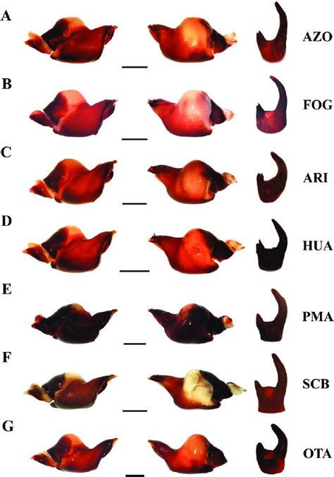 Interspecific Variation Of The Sexual Characters Of Adult Males Of The Download Scientific