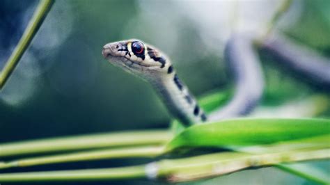 Cute Pet Snakes That Prove Reptiles Are Adorable Too Lovetoknow Pets